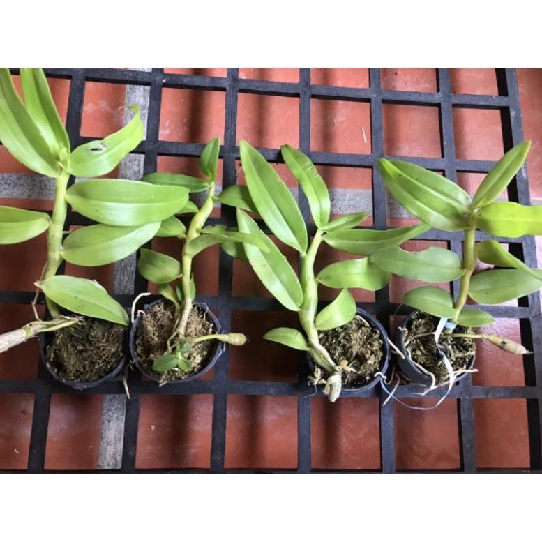 Trầm blue lai hoàng thảo vôi