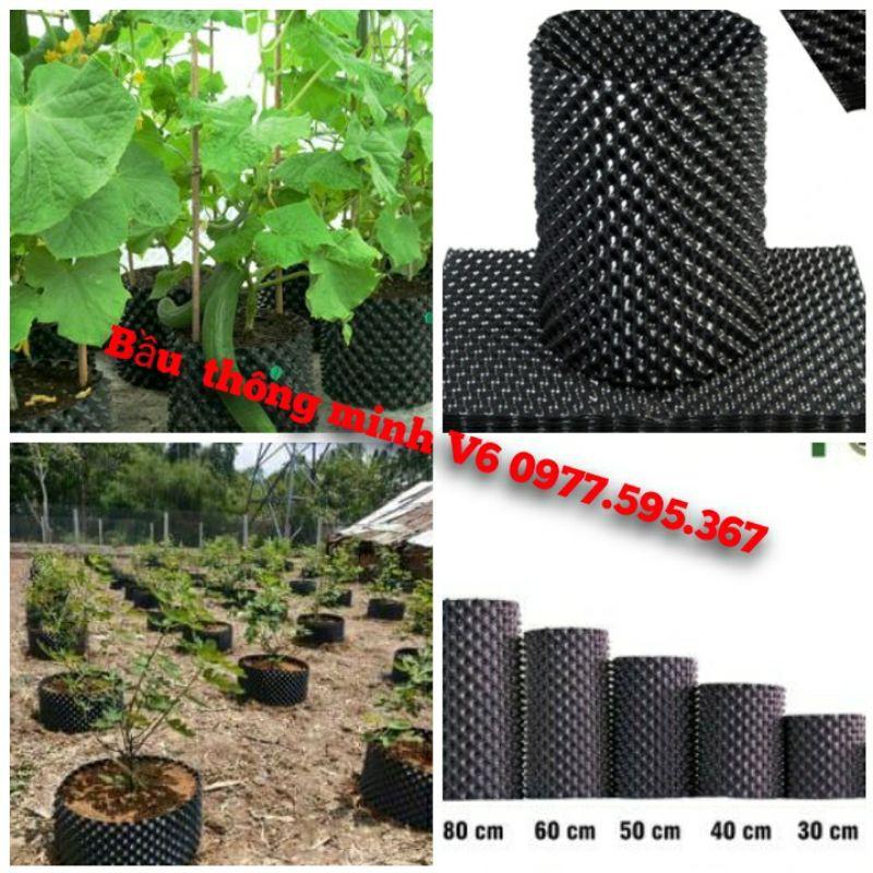 Bầu ươm V6 loại 20cm dài 50m dày 0.7mm