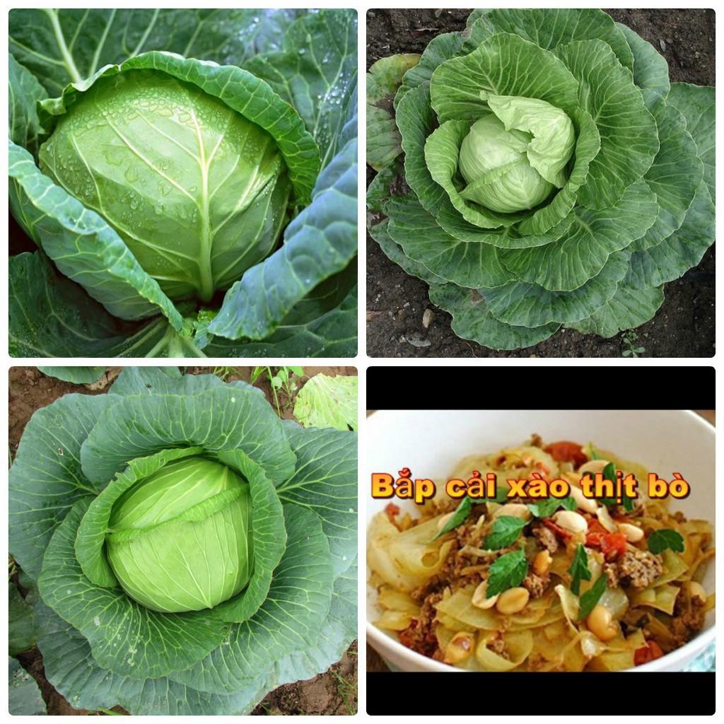 COMBO 2 gói hạt giống cải bắp cải baby xanh