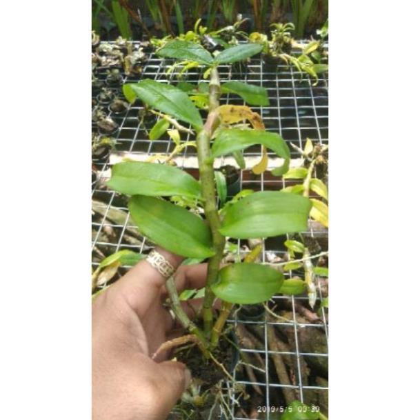 Hoa Lan Trầm Tím lai Giả Hạc