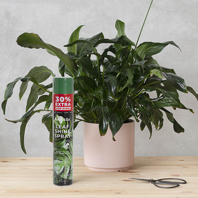 Xịt Bóng Lá hoa lan nhập khẩu Úc (chai lớn 840ml) hiệu Floral Leafshine Spray giúp bóng lá, cứng cáp lá và ngăn xỉn màu lá