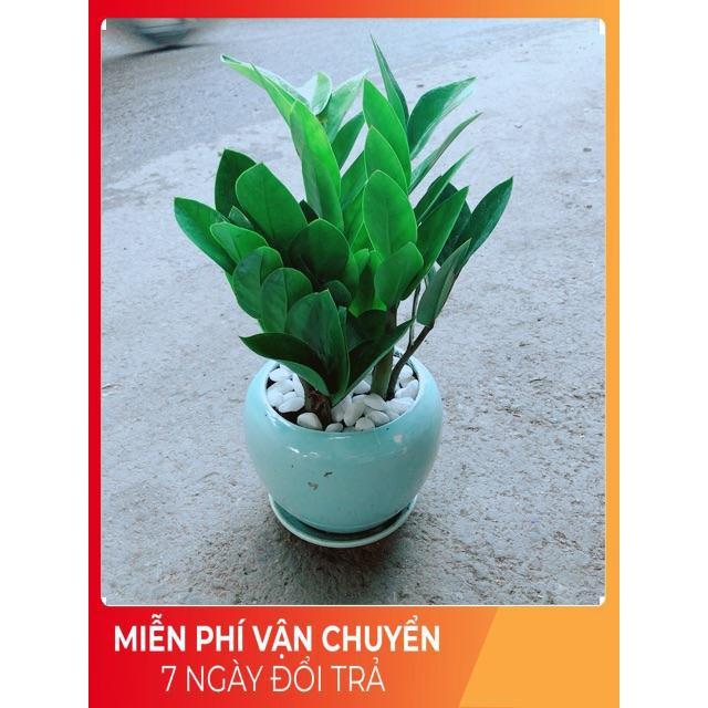 Chậu Kim Tiền Thái
