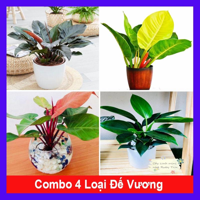 Combo 4 cây trầu bà đế vương ( đế vương nâu + đế vương vàng + đế vương đỏ + đế vương xanh ) + tặng phân bón