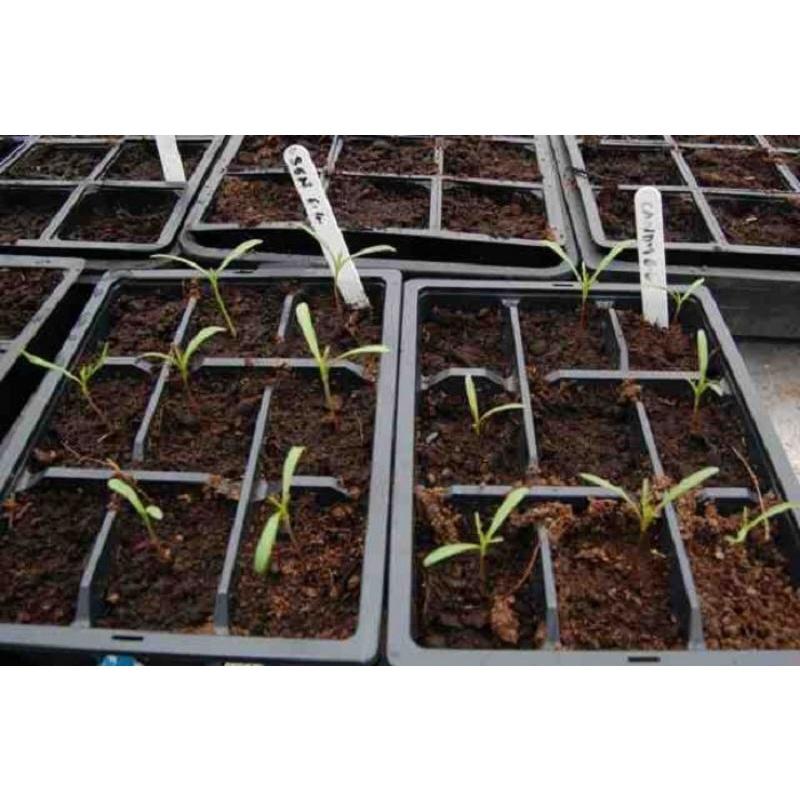 Hạt giống hoa cánh bướm vỏ sò 50 hạt