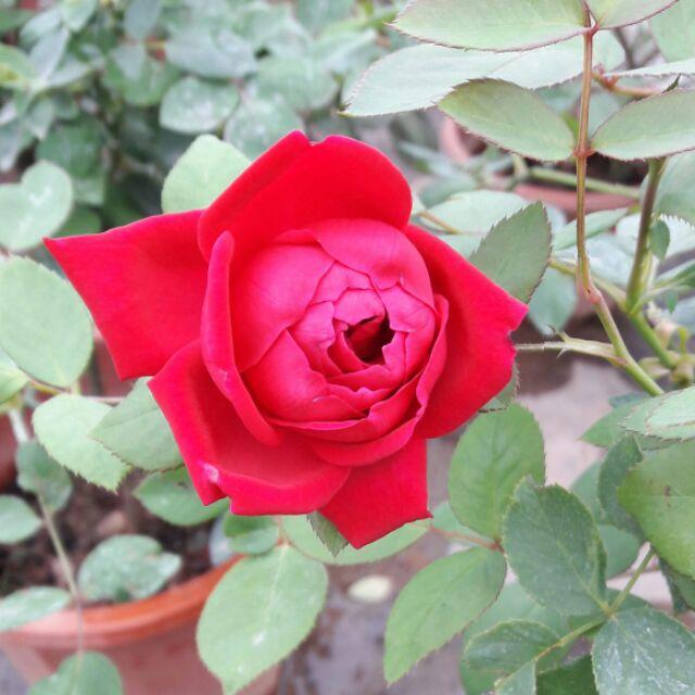 Cây hồng nhung cổ cao 35cm