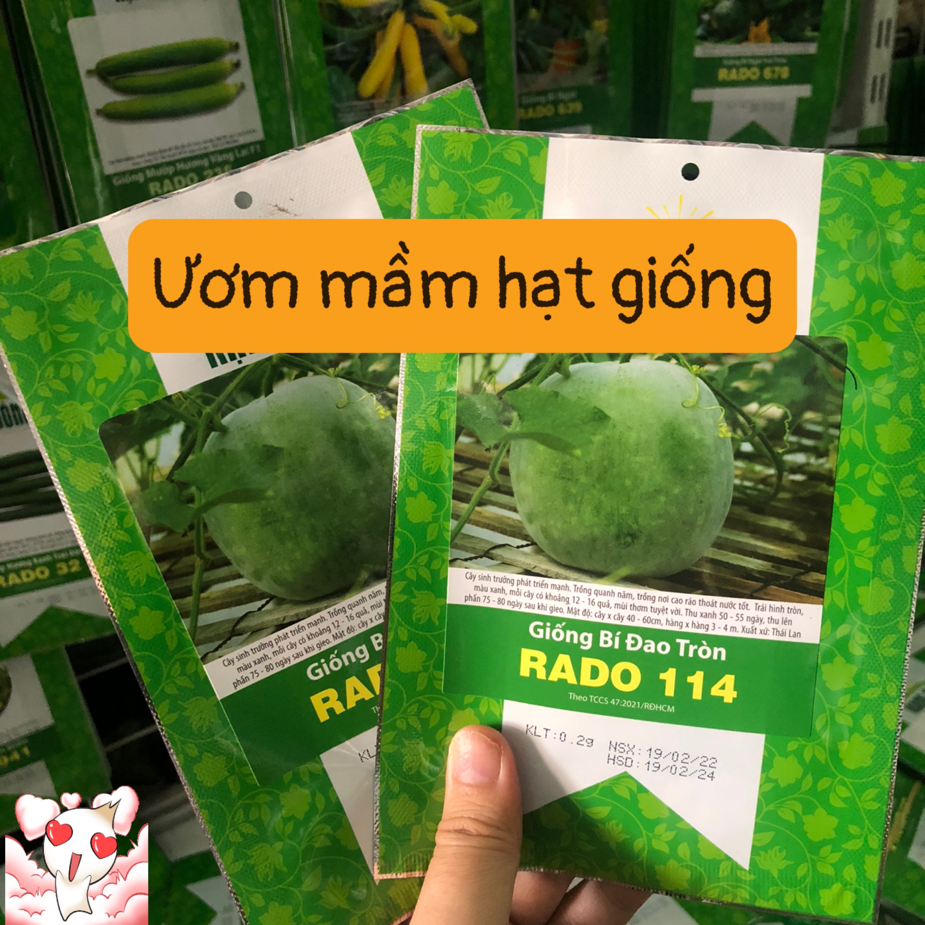 Bí đao tròn Rd