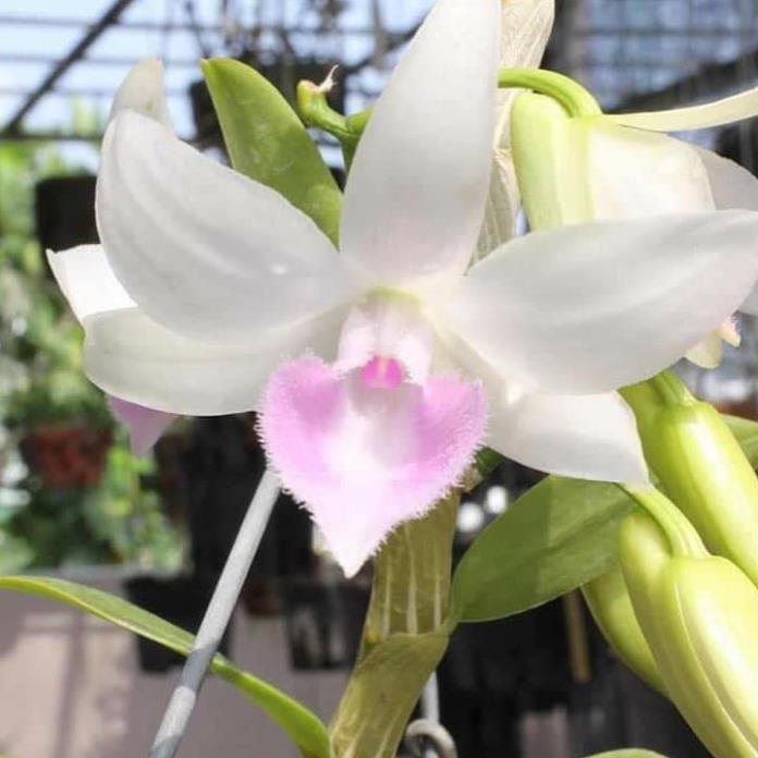 Hoa lan phi điệp - 5ct nha trang