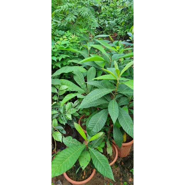 Cây Hồng Xiêm Ruột Đỏ Khổng Lồ