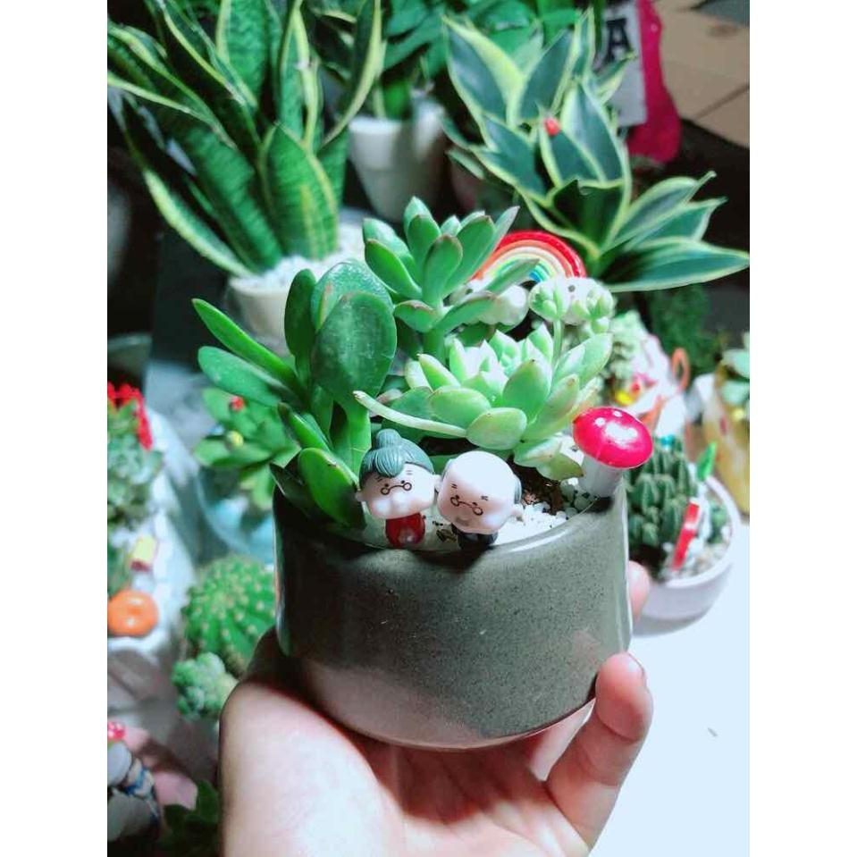 Chậu sen đá tiểu cảnh Bán Chạy