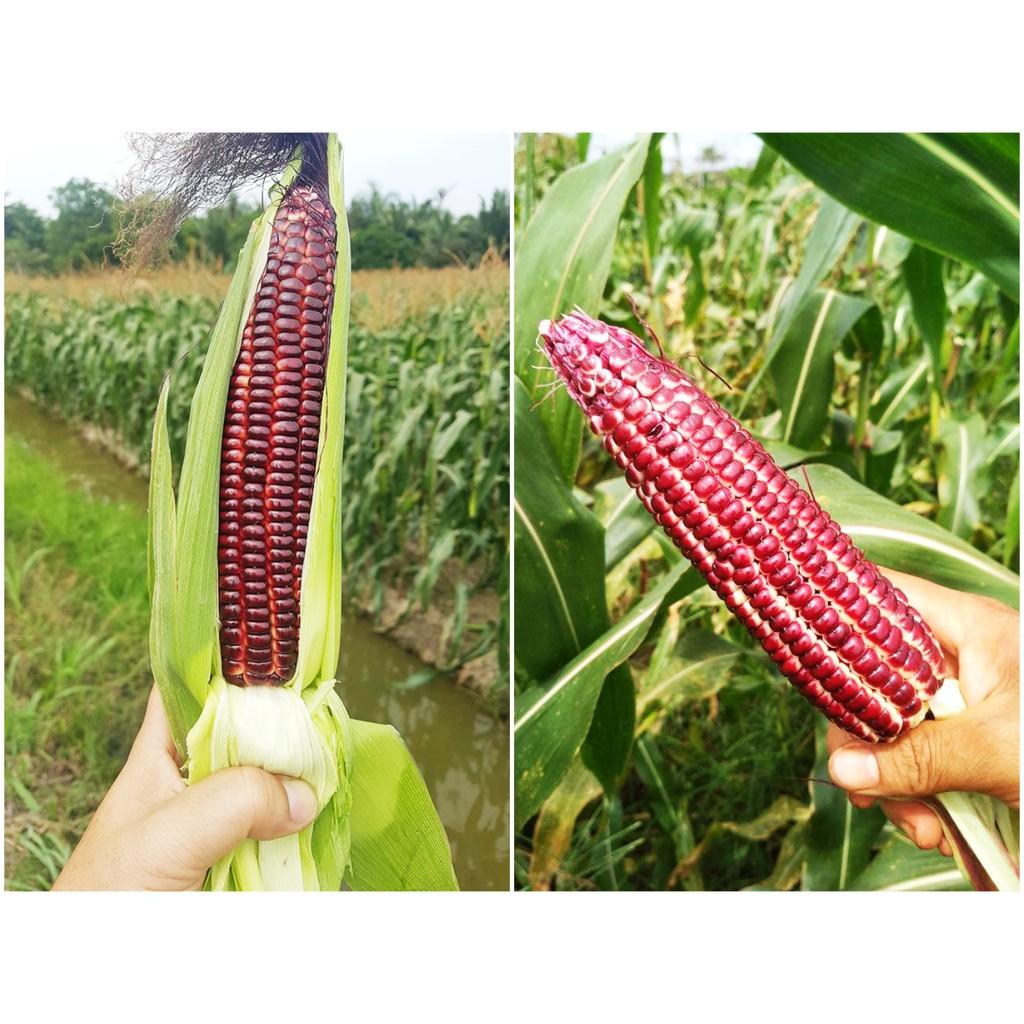 Hạt giống bắp ngọt Nữ hoàng đỏ gói 50 hạt