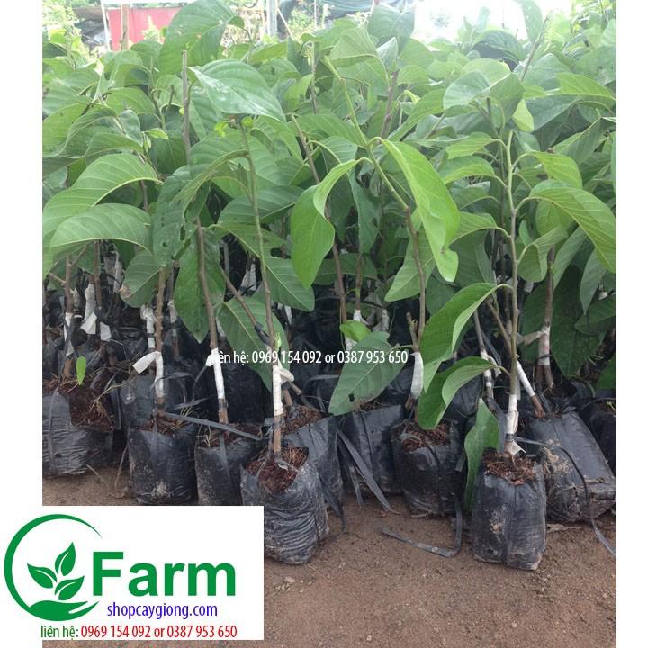 Cây na thái qua to đến 800g cây đẹp chuẩn giống