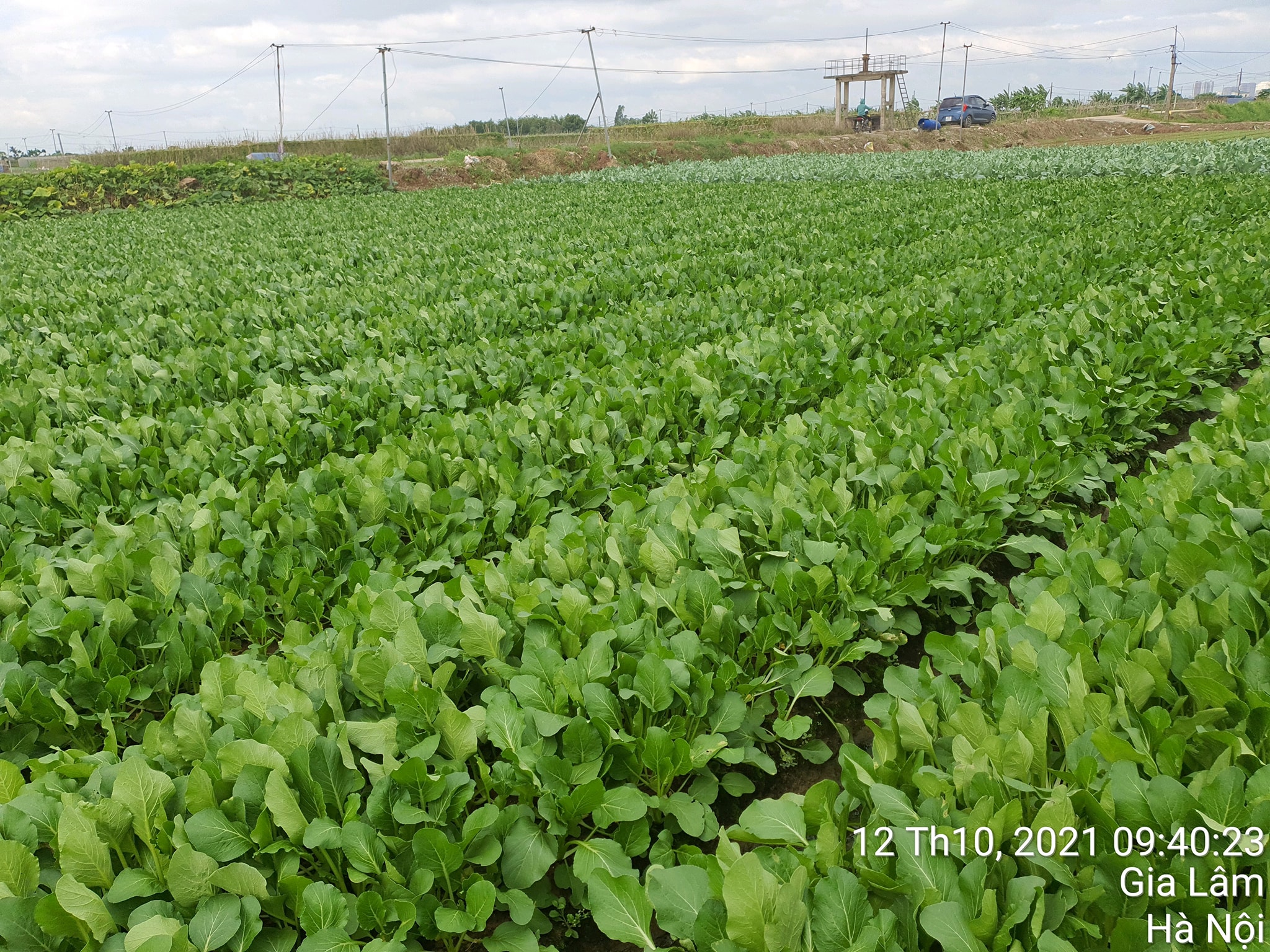 Hạt giống Rau Cải ngọt F1 - Nảy mầm cao - Năng suất tốt