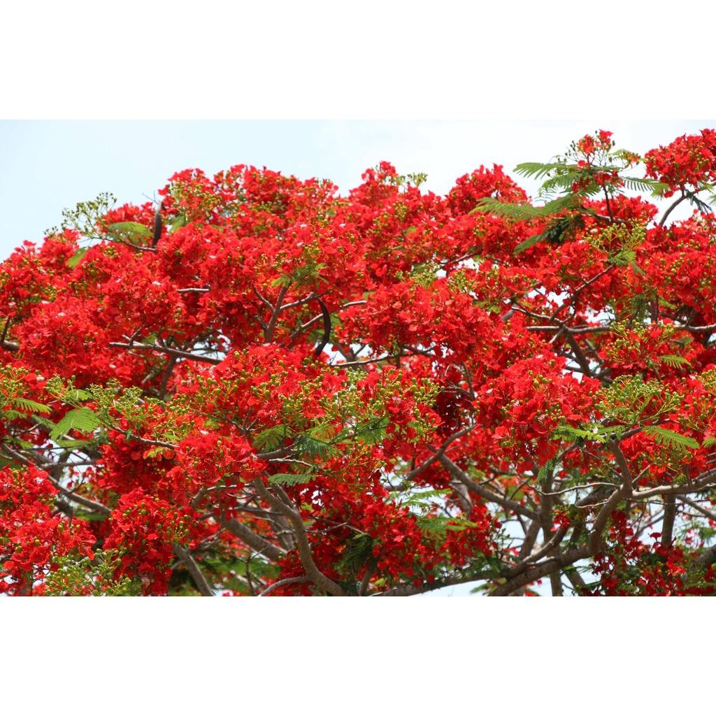 CÂY GIỐNG CÂY HOA PHƯỢNG ĐỎ
