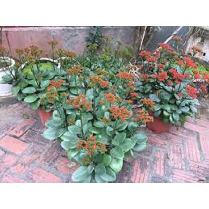 Cây hoa bỏng+ 700g phân thỏ hữu cơ
