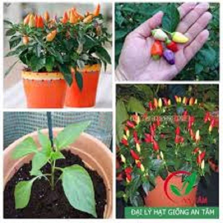 CHẬU CÂY GIỐNG ỚT NGŨ SẮC