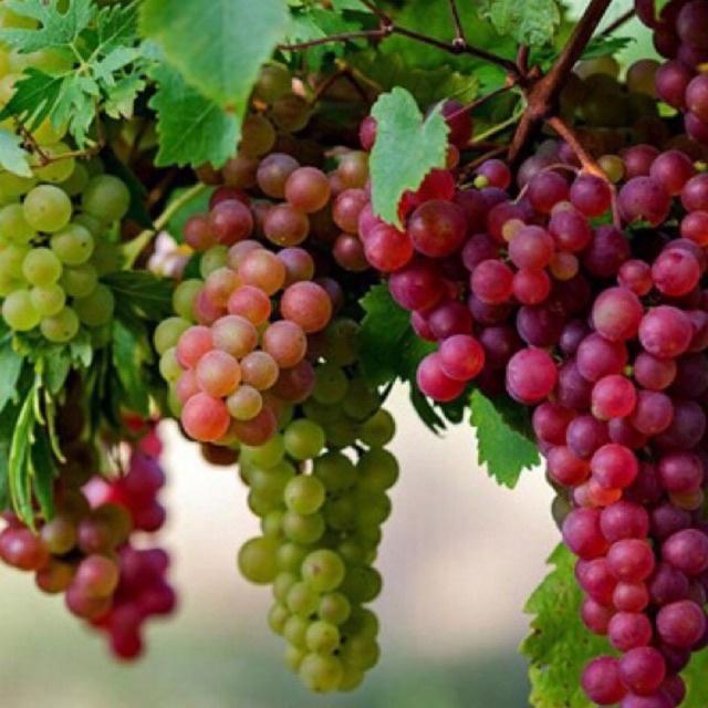 Cây giống nho Ninh Thuận ghép mắt