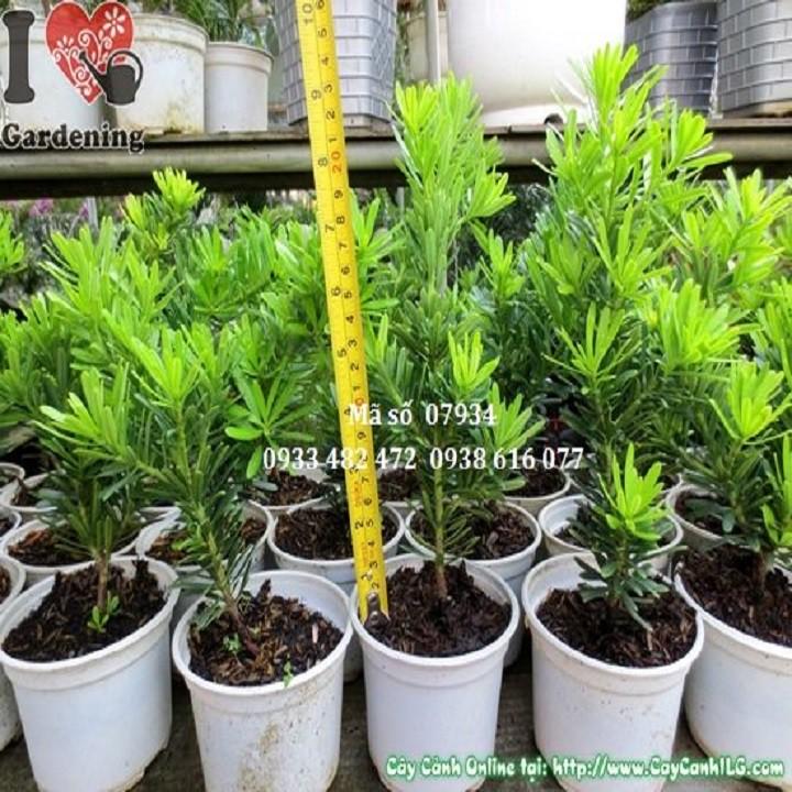 CÂY GIỐNG CÂY VẠN NIÊN TÙNG KIM CƯƠNG BONSAI TRƯỜNG THỌ