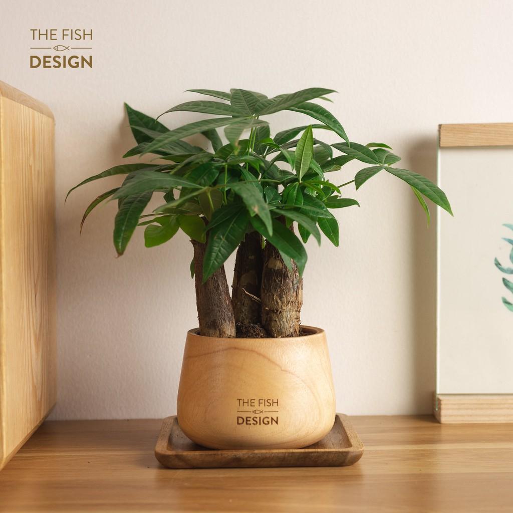 Chậu cây kim ngân 3 thân | THE FISH SIZE M