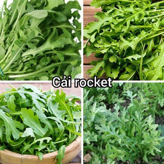 Combo 2 gói hạt giống rau cải rotket dê trồng f1 -1 gói 20gram