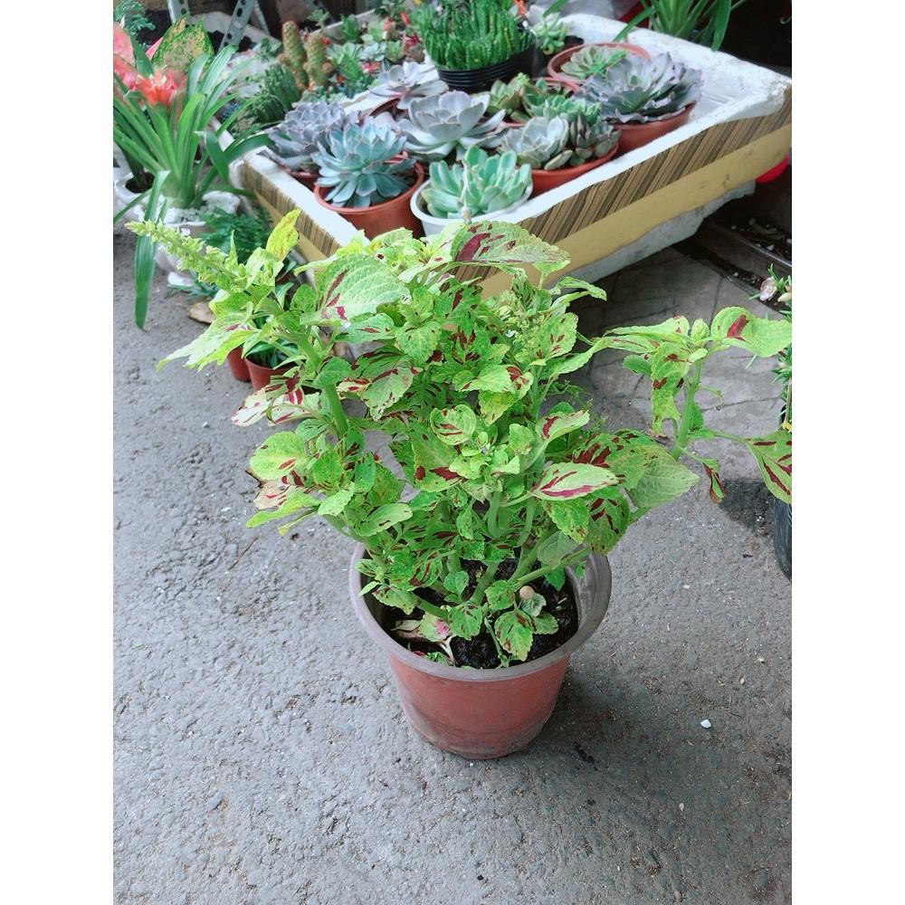 Cây Lá Gấm Vàng