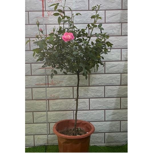 Hoa Hồng ngoại skylark thân gỗ dáng tree- bầu to cây lớn trưởng thành