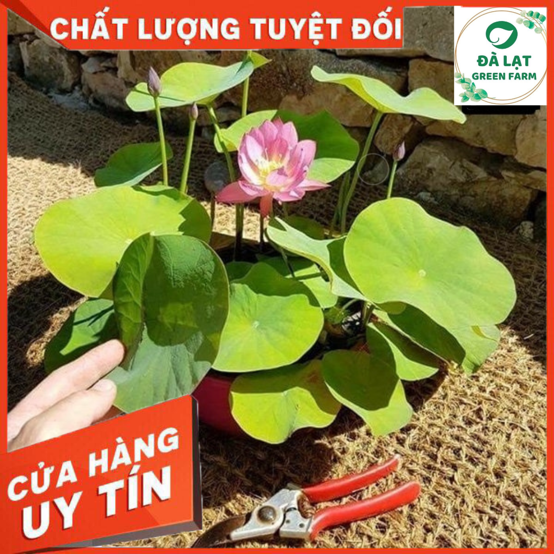 Hạt Giống Sen Mini Nhật - gói 5 hạt