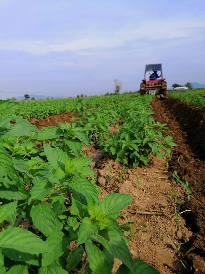 Tinh dầu Bạc hà chai 01Lít Mộc Mây - tinh dầu nguyên chất từ thiên nhiên - Có kiểm định - Chất lượng và mùi hương vượt trội