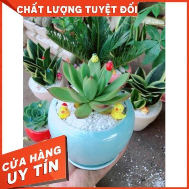 Chậu sen đá viền lửa