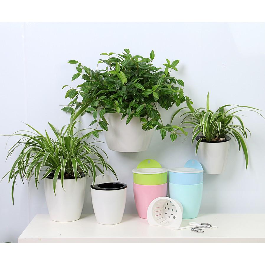 Chậu ốp tự dưỡng size nhỏ