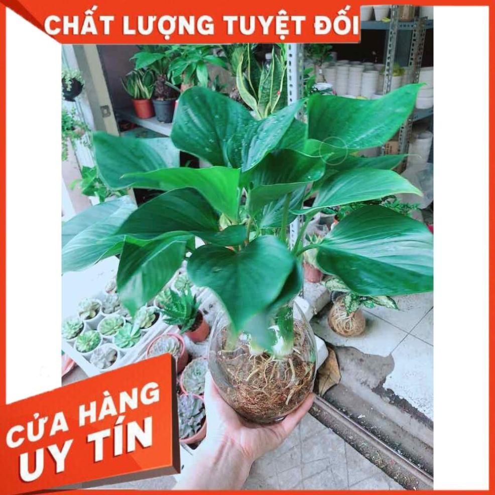 Chậu cây thanh tâm thuỷ sinh Nhiều Người Mua