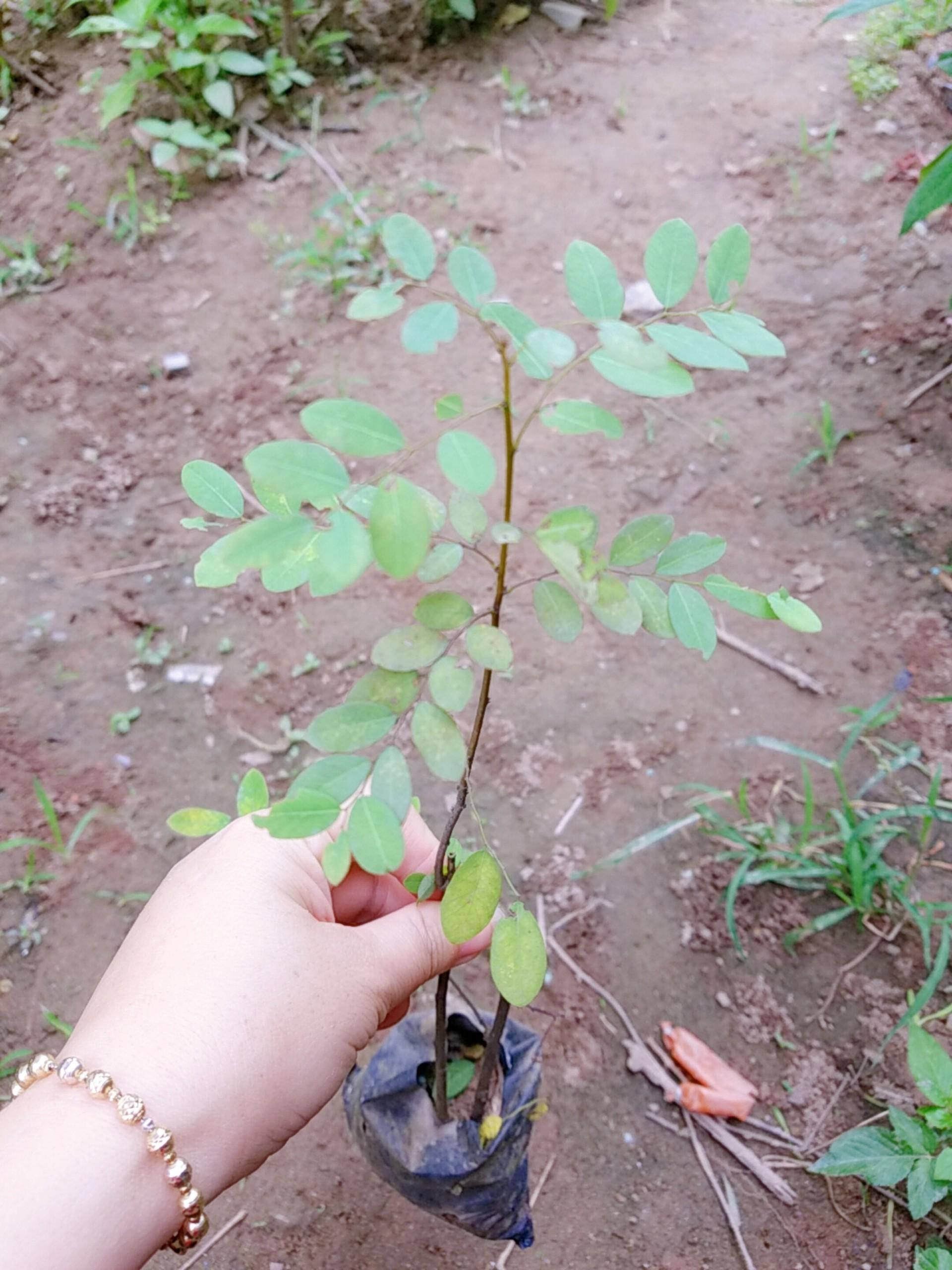Khám phá sự đẹp độc đáo của cây phèn đen và cảm nhận rằng một loài cây nhỏ bé có thể mang lại nhiều giá trị vô giá cho cuộc sống của chúng ta.