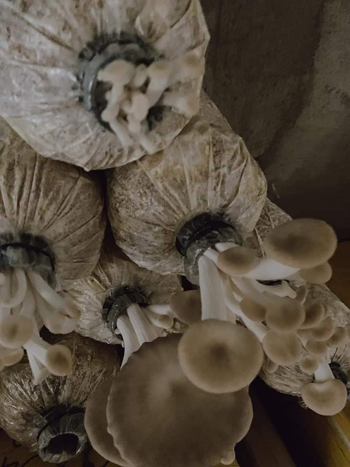 Combo 06 Phôi Nấm Bào Ngư Xám