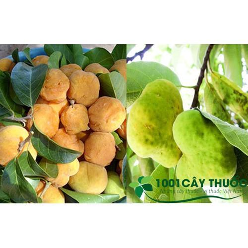 CÂY CHAY GIỐNG SIÊU QUẢ SIÊU NĂNG SUẤT- CAM KÊT GIỐNG CHUẨN F1 - CCGSQSNS