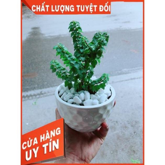 Chậu Cây Vân Sam
