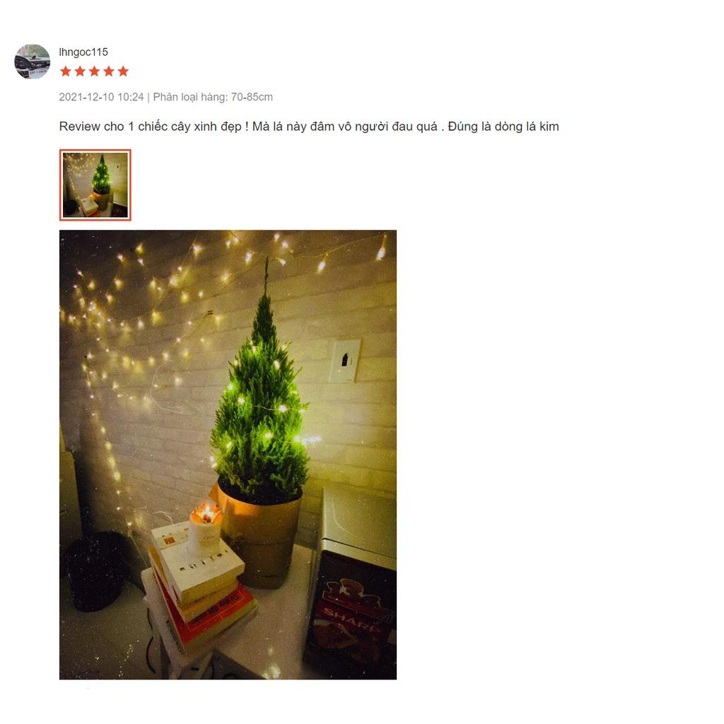 Cây Sơn Tùng Noel, Cây Thông Thật Giáng Sinh + TẶNG kèm giấy Kraft khổ lớn trang trí cây mùa giáng sinh