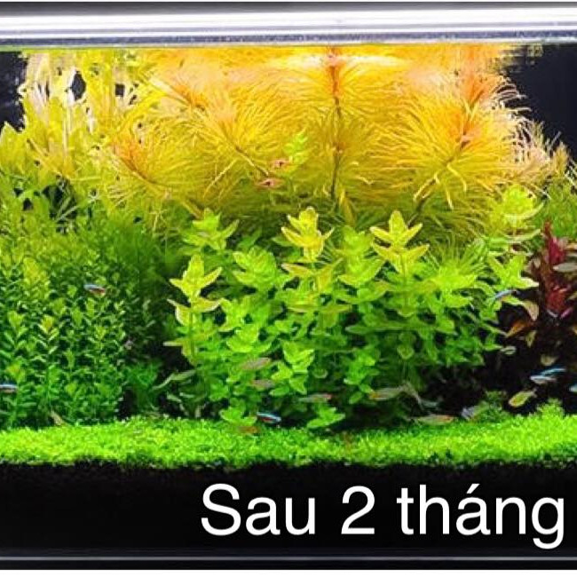 Cốt nền hồ thủy sinh Nuphar Aquabase 1kg