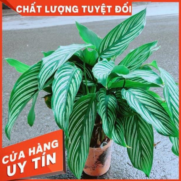 Đuôi Công Sọc Xanh