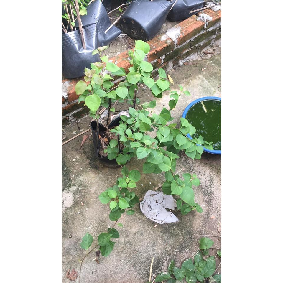 Hoa giấy, cây giống gửi đi nguyên bầu