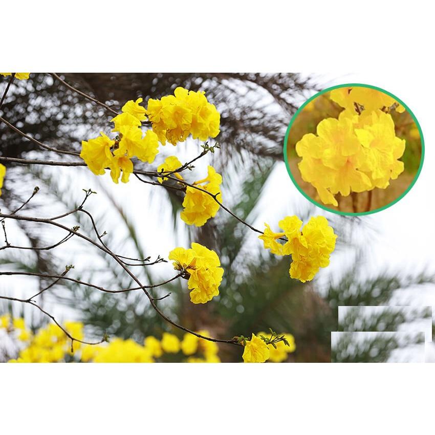 Hạt Giống Cây Hoa Phong Linh Vàng CT542 - Gói 10 hạt