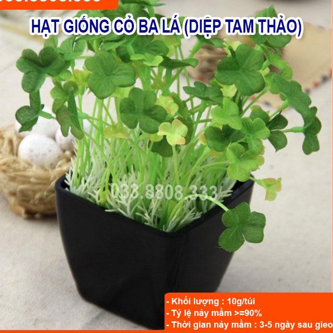 Hạt Giống Cỏ Ba Lá - Cỏ May Mắn - Cỏ trang trí sân vườn