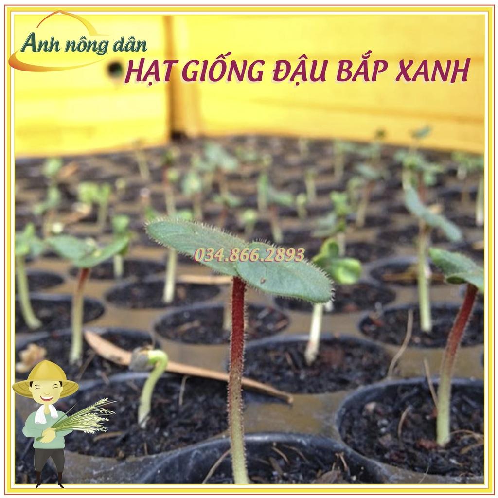 Gói 10g Hạt giống đậu bắp xanh - hạt loại 1, dễ nảy mầm, sản lượng cao