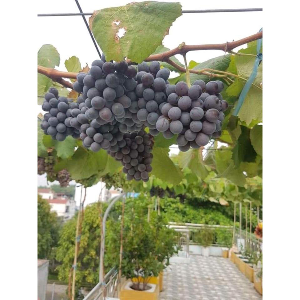 CÂY GIỐNG NHO KẸO