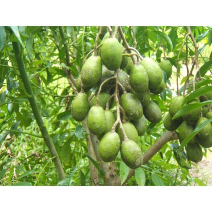 CÂY GIỐNG CÓC THÁI