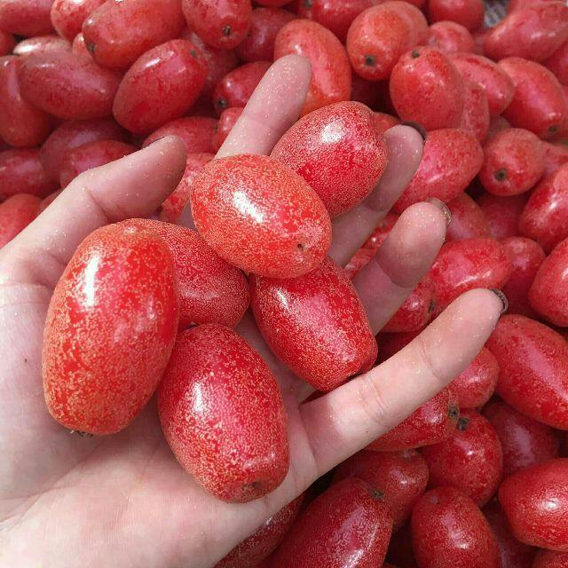 Cây giống nhót ngọt siêu quả