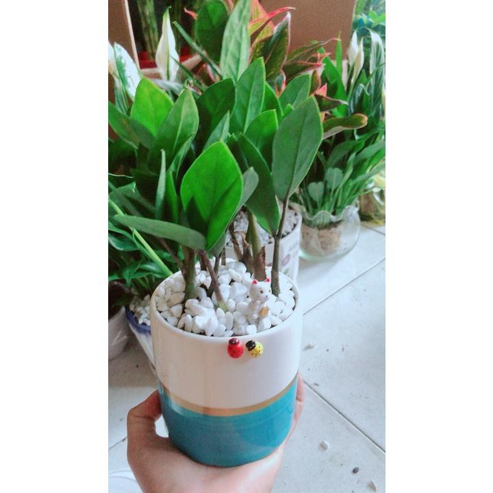 Chậu Cây Kim Tiền Thái Để Bàn