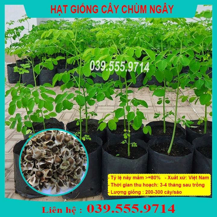 Hạt Giống Rau Ngót Xanh - Rau Trồng Chậu Hoặc Thùng Xốp Tại Nhà