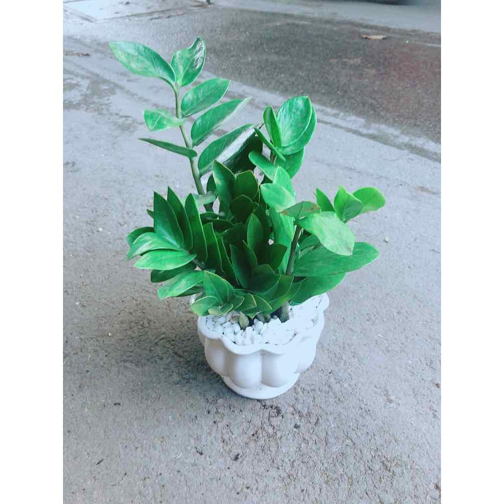 Chậu Kim Tiền Bán Chạy