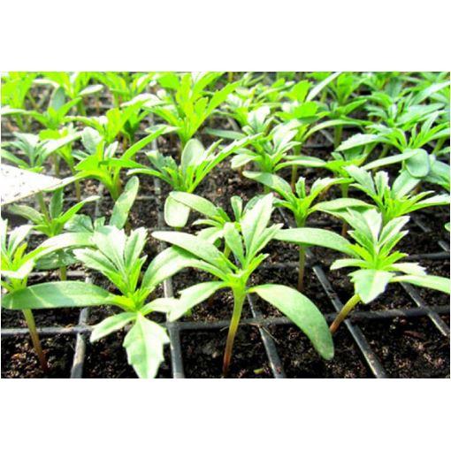 Hạt giống Cúc cầu vồng Mesa, Hoa Mười giờ Nam Phi nhiều màu dễ trồng