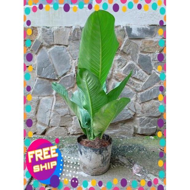 Cây Đại Phú Gia