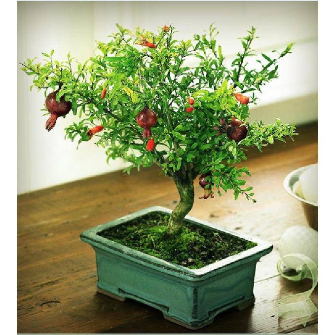 Hạt Giống Cây Lựu Lùn Bonsai KNS3495 - Gói 5 hạt